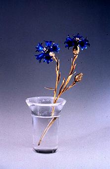 Cornflowers